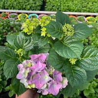 Gortenziya - Kòzlaringiz quvonchi