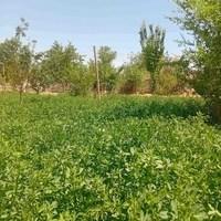 Uy sotiladi.Holati yaxshi.Telefon raqam +998932388045.                                    