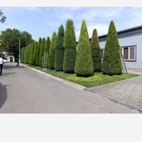 Archa kesish daraxtlarga shakl berish