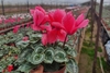 Siklomen ilmiy nomi - Cyclamen