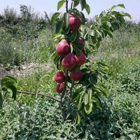 Ko'chatlar mevaliy va manzaraliy ko'chatlar 