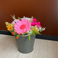 Gollivud pushti xrizantema