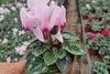 Siklomen ilmiy nomi - Cyclamen