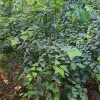 Берёза кучатлари сотилади 