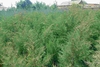 Можжевельник арчалари
