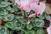 Siklomen ilmiy nomi - Cyclamen