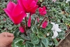 Siklomen ilmiy nomi - Cyclamen