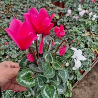 Siklomen ilmiy nomi - Cyclamen