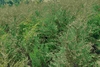 Можжевельник арчалари