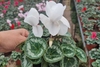 Siklomen ilmiy nomi - Cyclamen