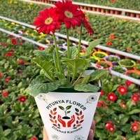 Gerbera-Qalb quvonchi