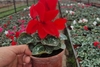 Siklomen ilmiy nomi - Cyclamen
